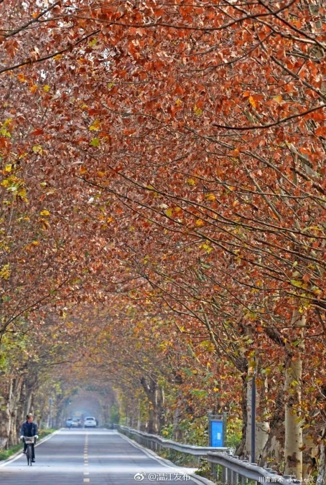 距成都1h!10余公里溫玉路梧桐大道迎最美春夏秋冬!