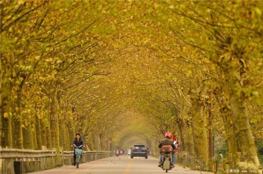 距成都1h!10余公里溫玉路梧桐大道迎最美春夏秋冬!