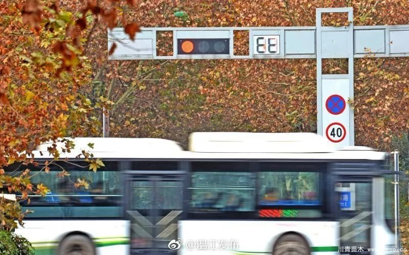 距成都1h!10余公里溫玉路梧桐大道迎最美春夏秋冬!