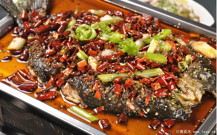 距成都1h!10余公里溫玉路梧桐大道迎最美春夏秋冬!