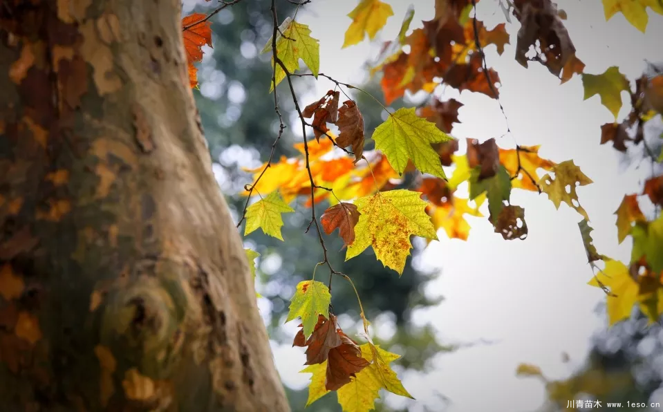 距成都1h!10余公里溫玉路梧桐大道迎最美春夏秋冬!
