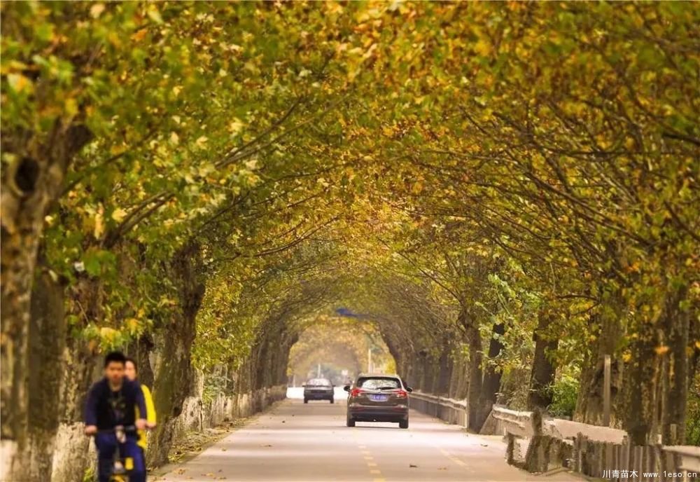 距成都1h!10余公里溫玉路梧桐大道迎最美春夏秋冬!