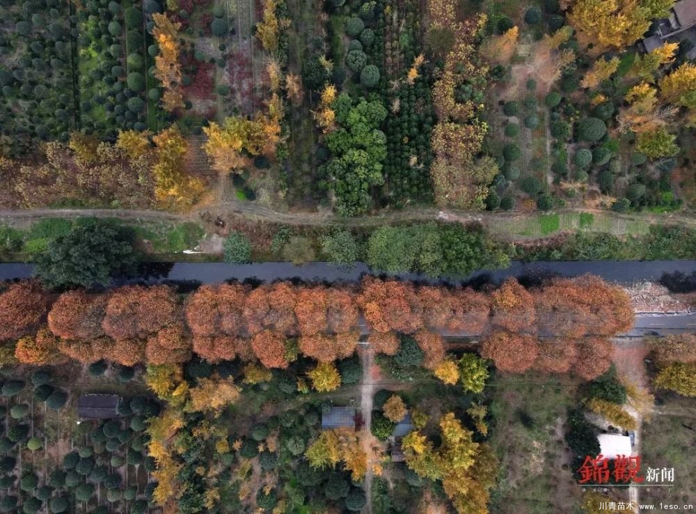 距成都1h!10余公里溫玉路梧桐大道迎最美春夏秋冬!