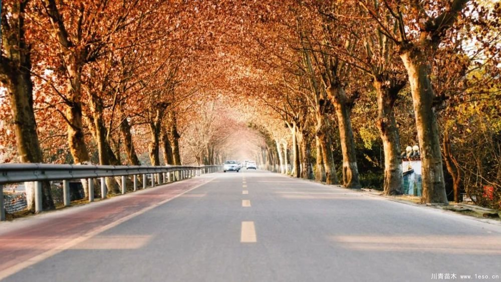 距成都1h!10余公里溫玉路梧桐大道迎最美春夏秋冬!