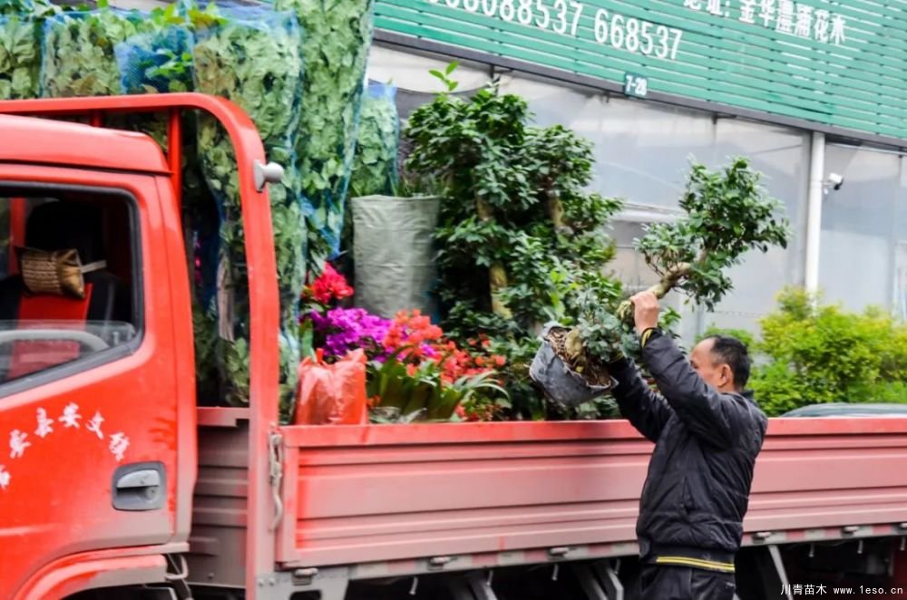 第十八屆中國金華花卉苗木交易會(huì)三大亮點(diǎn),帶你上“云”