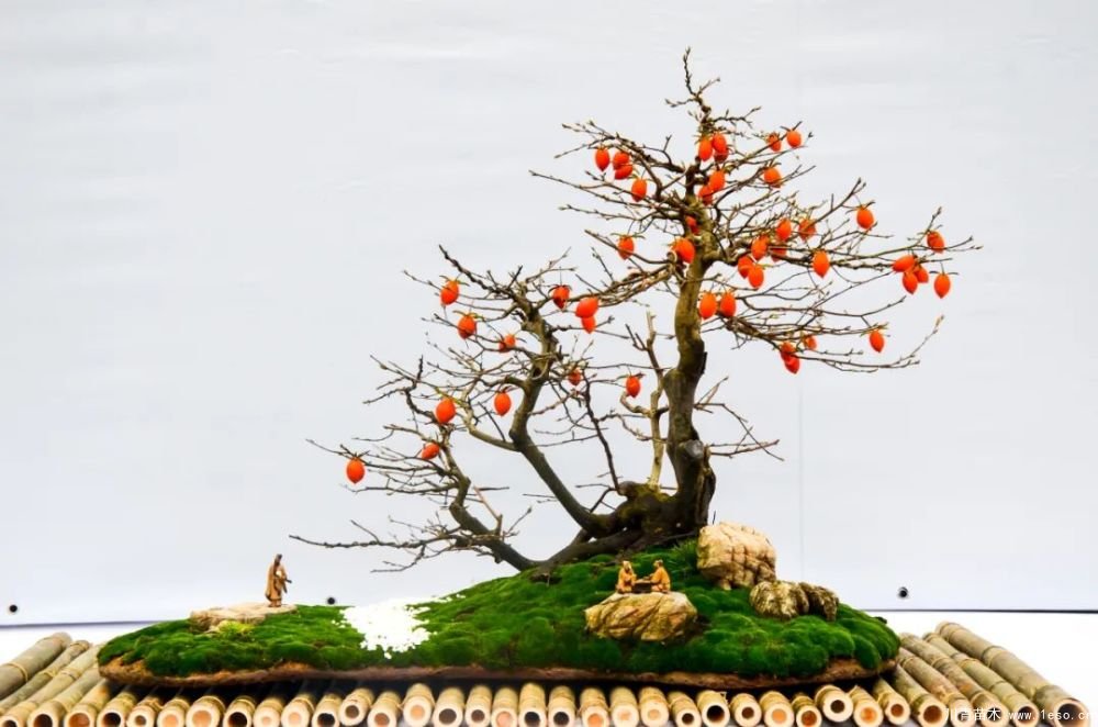 第十八屆中國金華花卉苗木交易會(huì)三大亮點(diǎn),帶你上“云”