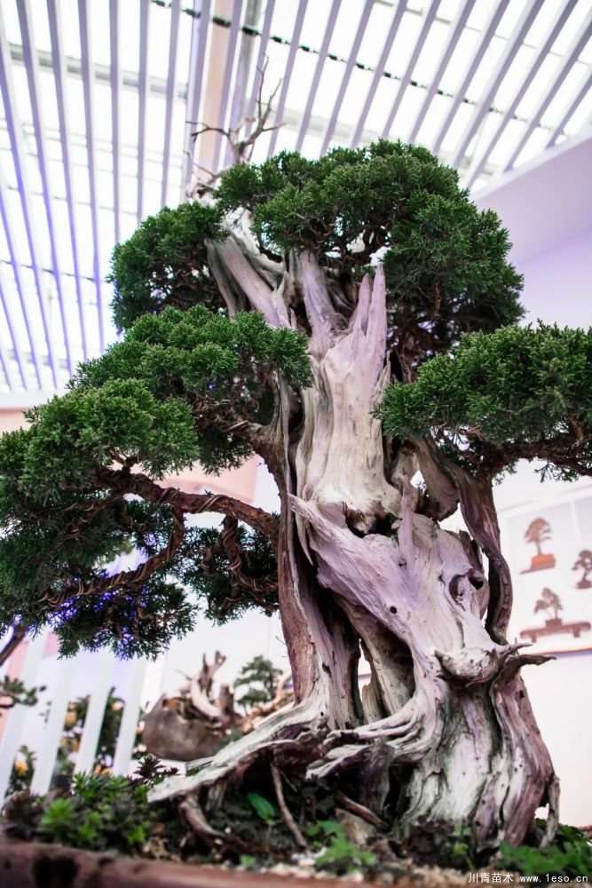 第十八屆中國金華花卉苗木交易會(huì)三大亮點(diǎn),帶你上“云”