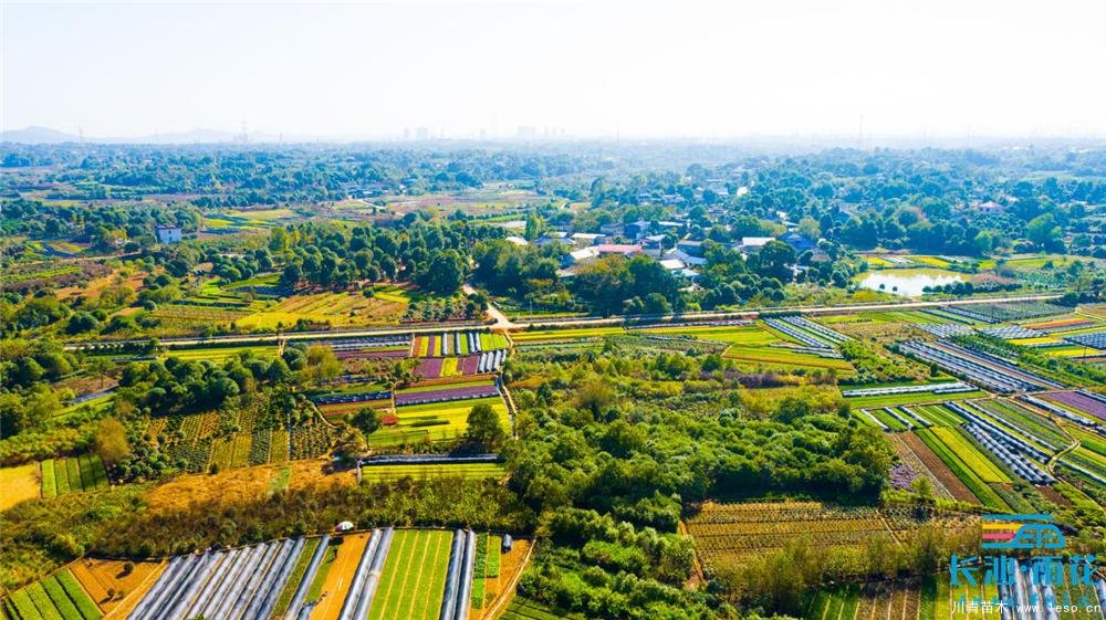 小小苗木開出“脫貧致富花”“一村一品”跳馬鎮(zhèn)豐收