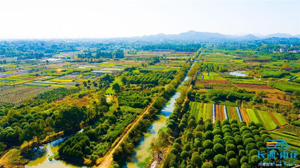 小小苗木開出“脫貧致富花”“一村一品”跳馬鎮(zhèn)豐收