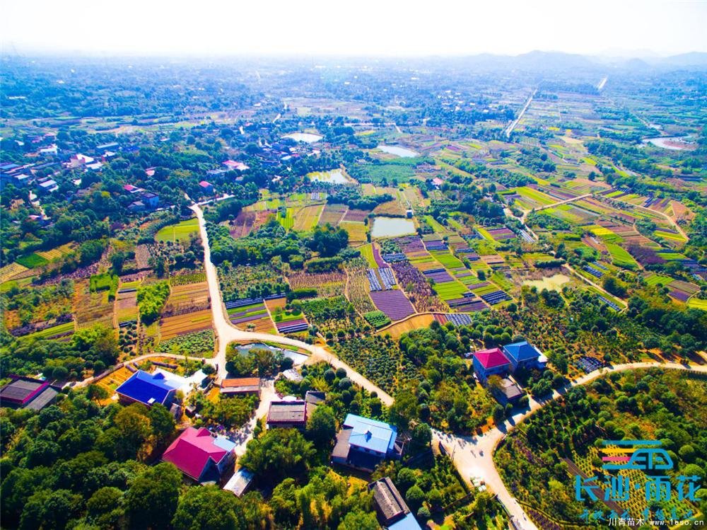 小小苗木開出“脫貧致富花”“一村一品”跳馬鎮(zhèn)豐收