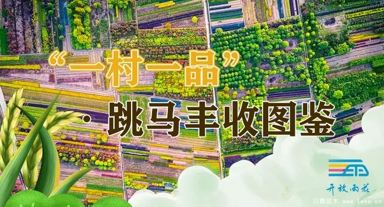 小小苗木開出“脫貧致富花”“一村一品”跳馬鎮(zhèn)豐收