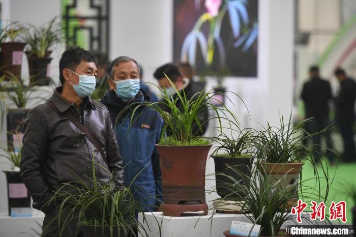 11月27日,參觀者在蘭花展區參觀。 韓蘇原 攝 2020合肥苗木花卉交易大會開幕,市民近距離賞繁花