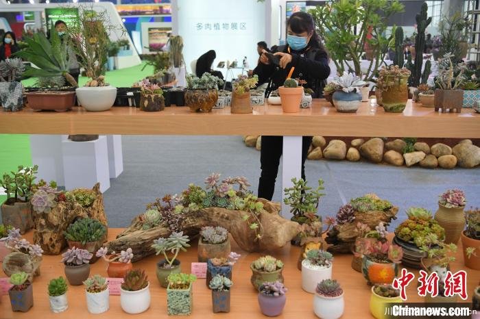 11月27日,參觀者在多肉植物展區參觀。 韓蘇原 攝 2020合肥苗木花卉交易大會開幕,市民近距離賞繁花
