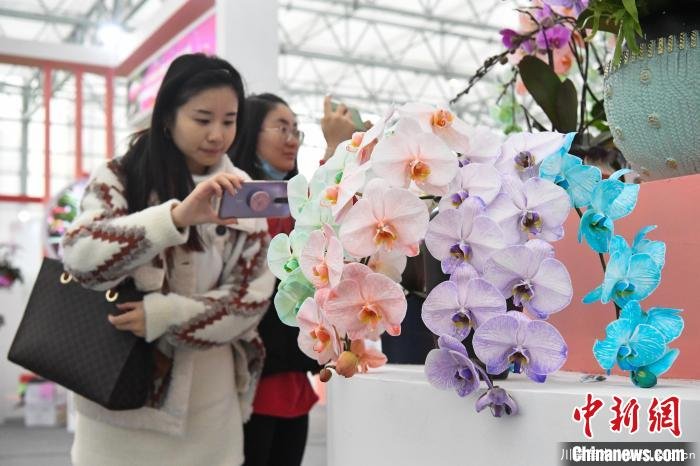 11月27日,市民用手機記錄彩色蝴蝶蘭花卉。 韓蘇原 攝 2020合肥苗木花卉交易大會開幕,市民近距離賞繁花