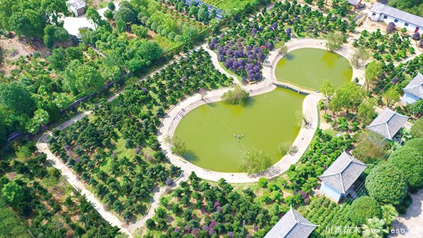 03版鎮(zhèn)村-1.jpg 湘贛邊首屆花木博覽會(huì)12月18日開幕