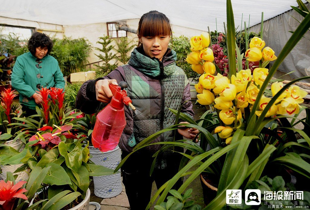 棗莊市花卉培育產(chǎn)業(yè)助村民多渠道“花樣”增收致富