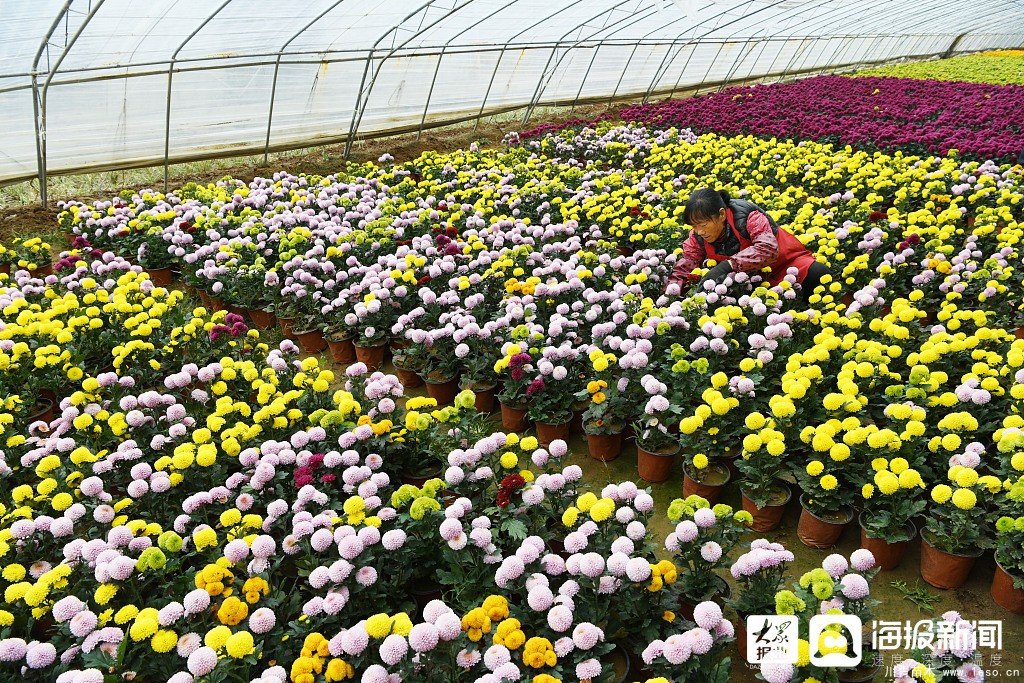 棗莊市花卉培育產(chǎn)業(yè)助村民多渠道“花樣”增收致富