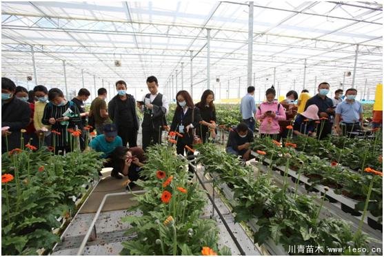 云南花卉世界合作之窗 打造特色花卉苗木產業集群