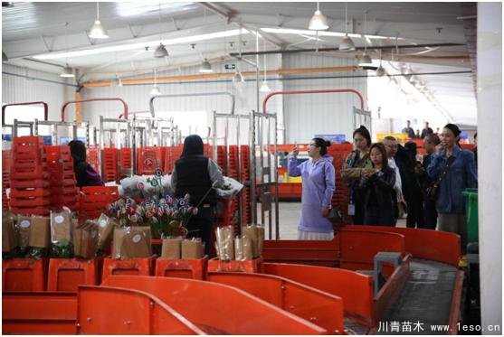 云南花卉世界合作之窗 打造特色花卉苗木產業集群