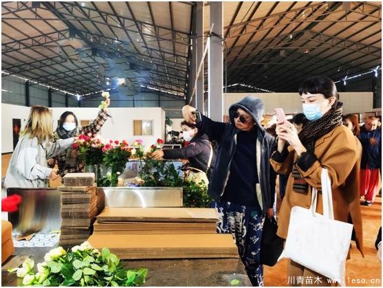 云南花卉世界合作之窗 打造特色花卉苗木產業集群