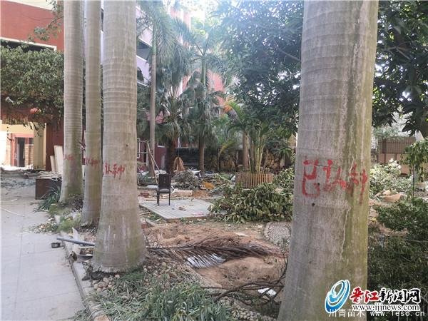 “最美庭院”拆遷所有苗木都已被認(rèn)種了