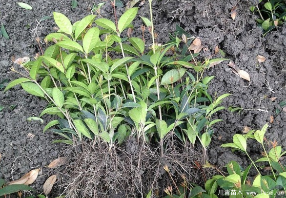 七月還能不能種植桂花樹呢?