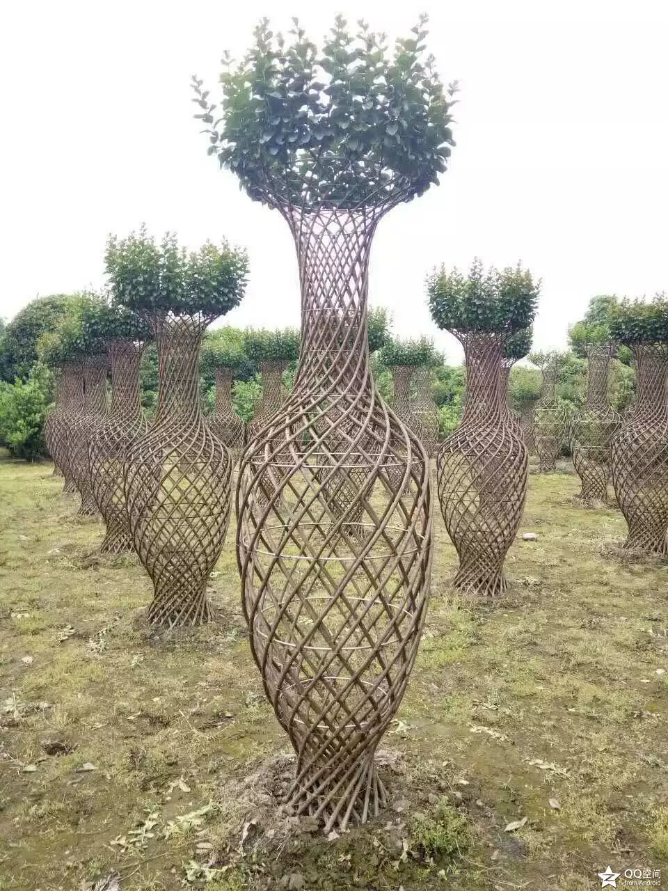 紫薇花瓶骨架尺寸圖紙