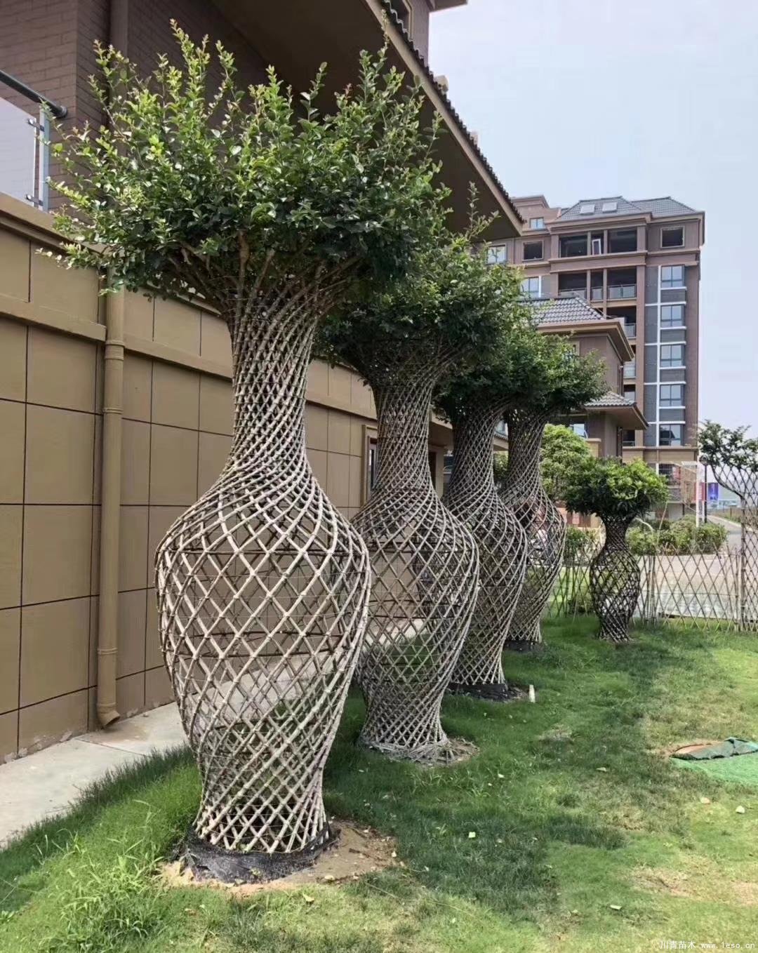 紫薇花瓶造型-植物造型風景樹-庭院綠化