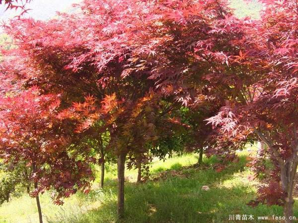 中國紅楓多少錢一棵?