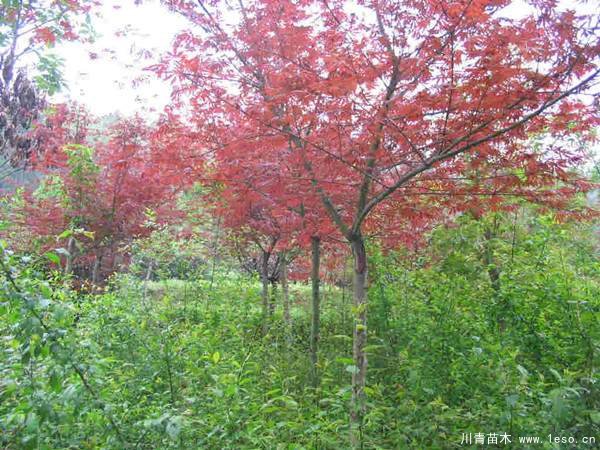 中國紅楓多少錢一棵?