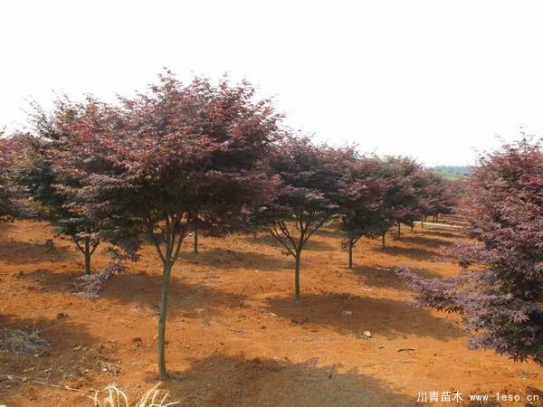 中國紅楓多少錢一棵?