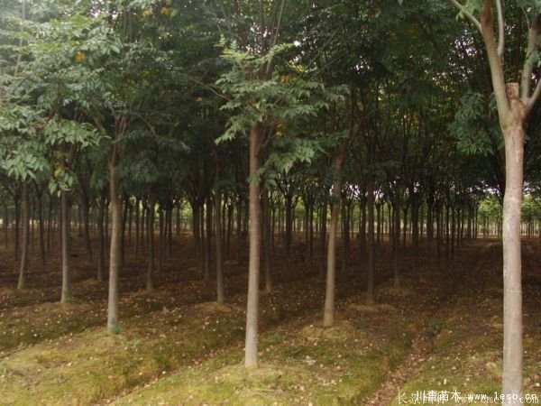 6公分8公分10公分欒樹價格多少錢一棵?