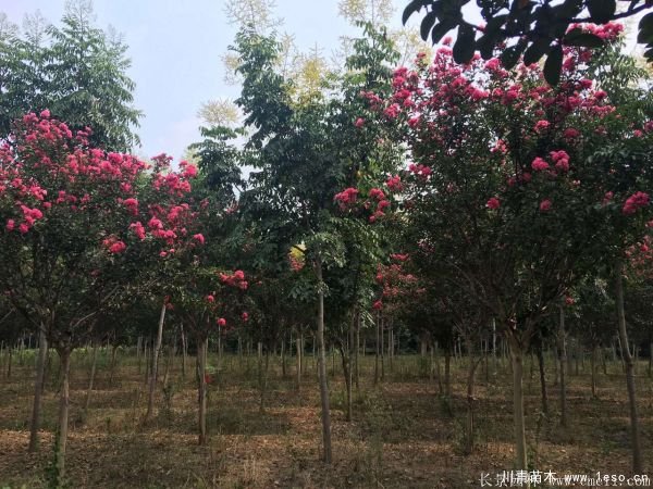 6公分8公分10公分欒樹價格多少錢一棵?