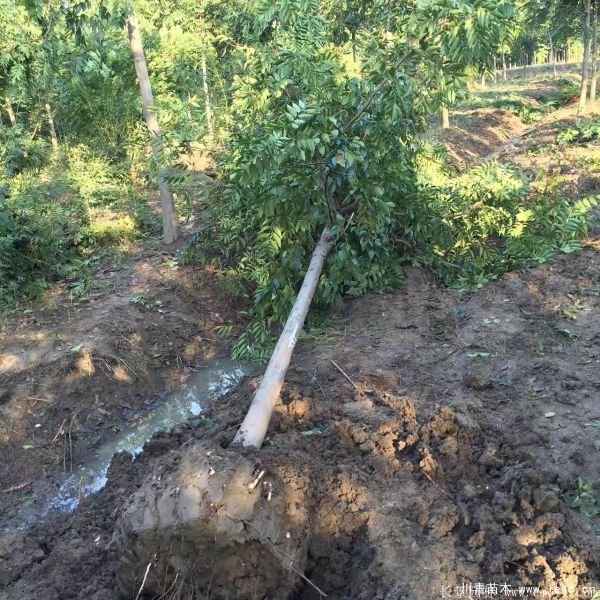 6公分8公分10公分欒樹價格多少錢一棵?