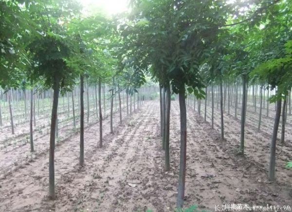 6公分8公分10公分欒樹價格多少錢一棵?