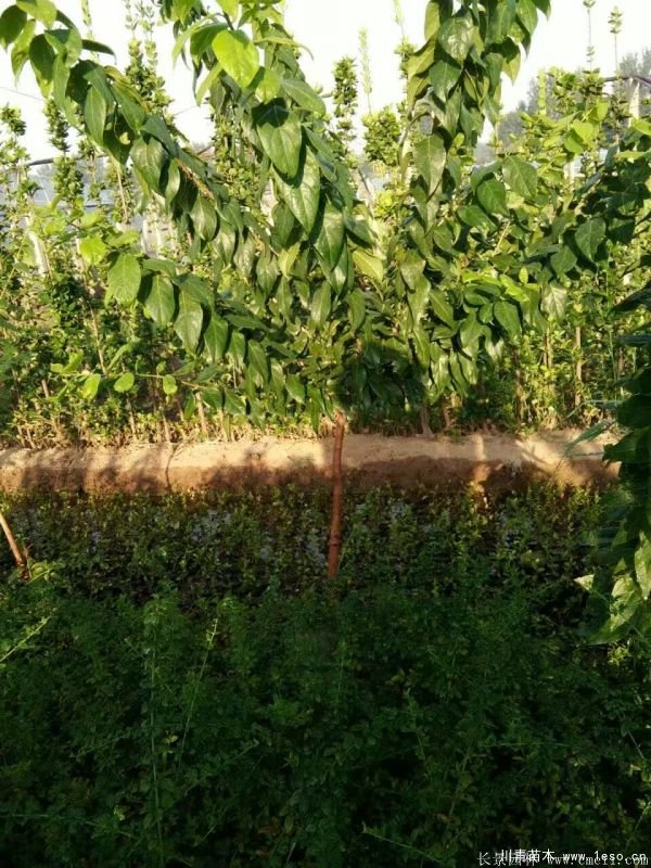 臘梅圖片基地實拍 1.8米臘梅價格是多少錢一棵?