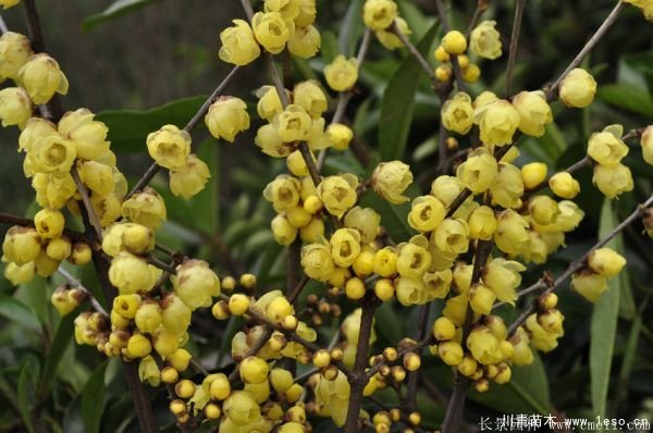 臘梅圖片基地實拍 1.8米臘梅價格是多少錢一棵?