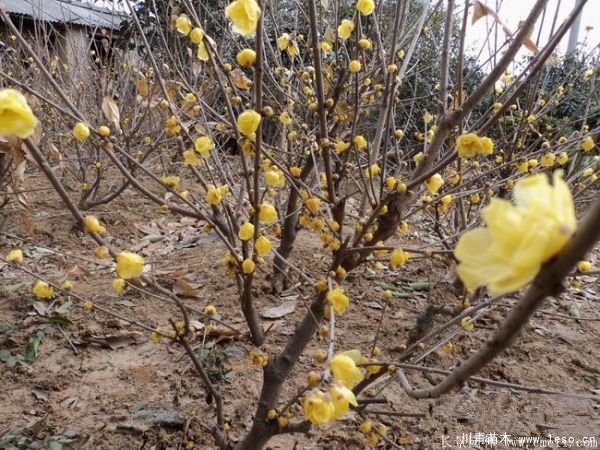 臘梅圖片基地實拍 1.8米臘梅價格是多少錢一棵?