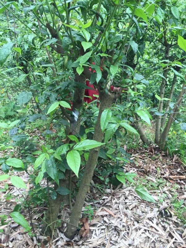 臘梅圖片基地實拍 1.8米臘梅價格是多少錢一棵?