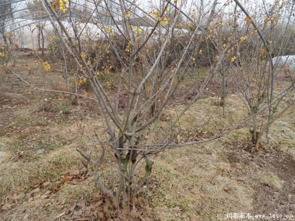 臘梅圖片基地實拍 1.8米臘梅價格是多少錢一棵?