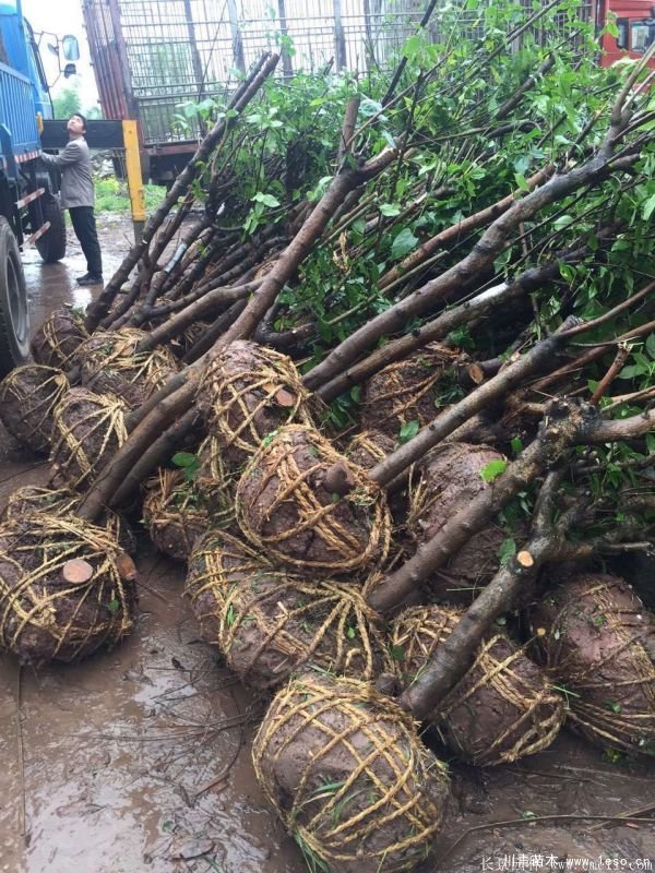 臘梅圖片基地實拍 1.8米臘梅價格是多少錢一棵?