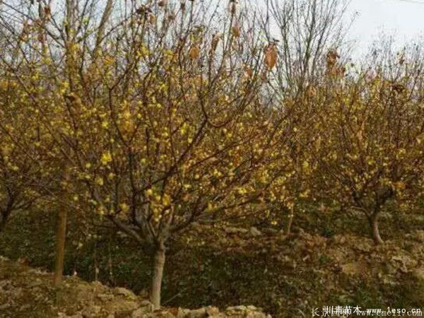 臘梅圖片基地實拍 1.8米臘梅價格是多少錢一棵?