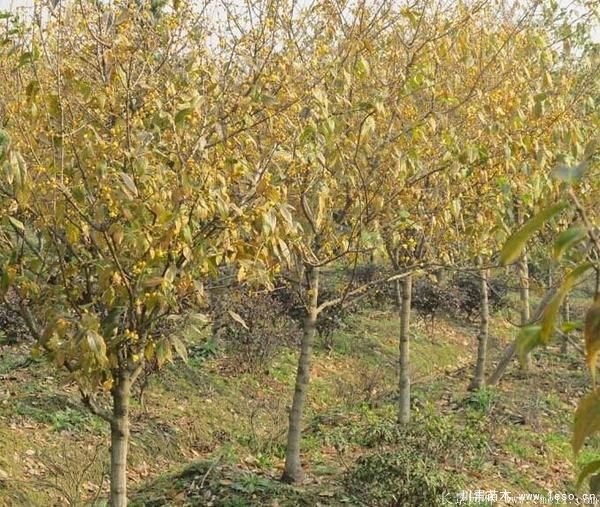 臘梅圖片基地實拍 1.8米臘梅價格是多少錢一棵?